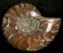 Flashy Red Iridescent Ammonite - Wide #10347-1